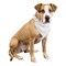 4 Pcs Plain Cotton Pets Dogs Bandana Triangle Shape - Large & Washable